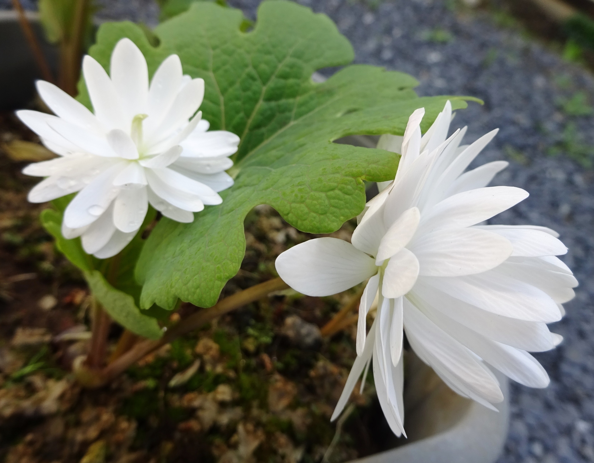 庭にある花紹介 八重咲きサンギナリア シラネアオイ きままブログ